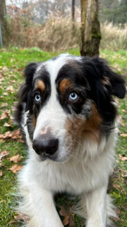 braseler-weihnachtsbaumschlagen-1222-image00019